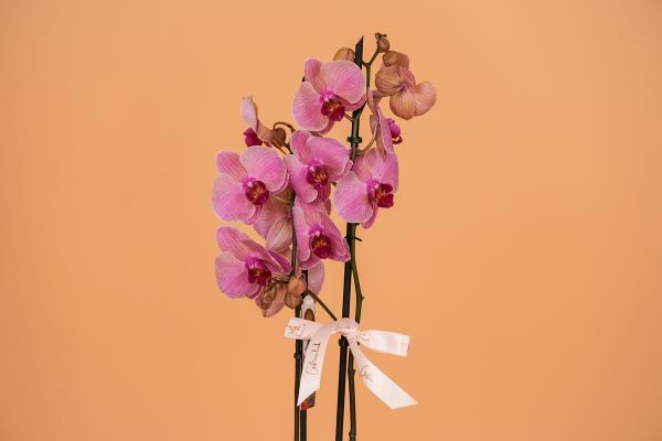 2 Stems Purple Orchid Pot